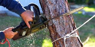 Best Tree and Shrub Care  in Chattanoo Valley, GA